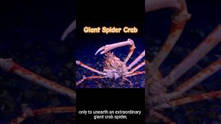 A giant crab spider #shorts #spiderman #spidercrab #video