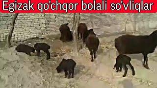 +998913259191 QO'Y ISHQIBOZLARI UCHUN EGIZAK BOLALI QO'YLAR KELDI