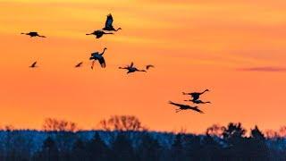 Eurasian Crane dance at Hornborgasjön 2018.  4k GH5