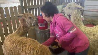 Suri Alpaca Hand Shearing Demo Calm Alpaca