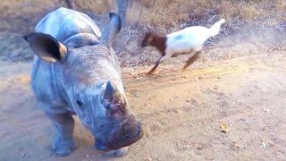 Rhino That Thinks It's A Goat