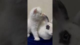 Kitten is biting rabbit ear #petshorts #shortsfeed