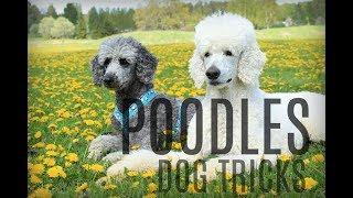 Poodles || amazing dog tricks