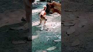 #tiktok #tiktokindia #tiktokmemes #tiktokindonesia #tiktokindo #tiktokers #tiktokhot #dog #animal