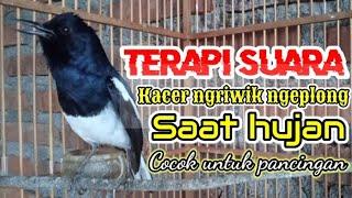 Terapi suara kacer ngeplong ngeriwik saat hujan, kacer apasaja pasti nyaut bunyi denger suaranya!!