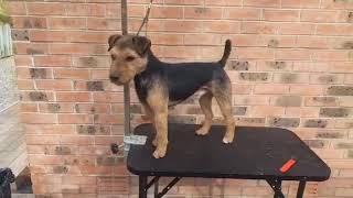 Working Lakeland Terrier