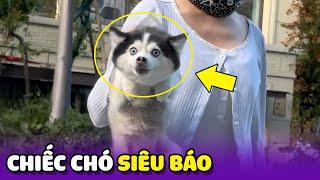 Thành quả của Chiếc Chó lai giữa "Husky" và Chihuahua 