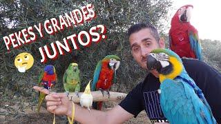 ¿pueden vivir LOROS grandes y pequeños juntos en jaulas o voladeras?¿si o no ?