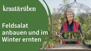 Feldsalat anbauen und im Winter ernten  Unsere Biogarten-Welt