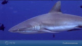 Sharks: 21 Fast Facts About Conservation and Global Threats | Pew