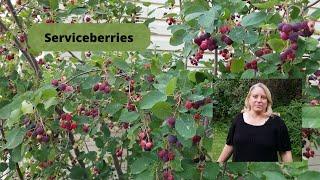 How to Grow and Care for Serviceberries