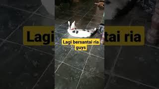 video pendek kucing lucu lagi bersantai ria guys #shots