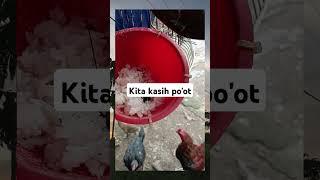 Asupan semua #memes #ayam #videoviral #labubu #birds #funny #chicken #lucu #rooster