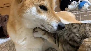 柴犬の顔にグイグイ顔を押し付ける猫  Sweet cat