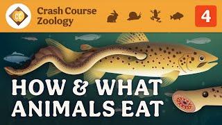 How & What Animals Eat: Crash Course Zoology #4