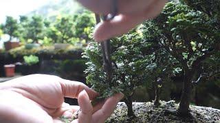 挿し木から育てた津山桧の寄せ植えの手入れ（剪定）  574