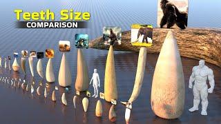 Animal Teeth Size 3D Comparison | Fictional Animal Teeth