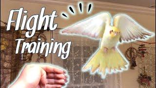 How to Teach Your Bird to Fly to You! | Parrot Flight Recall Training