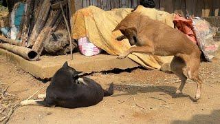 Puppies Love: funny yellow dog trying to wake up another dog that is sleeping soundly.