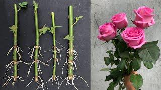 Try breeding roses bought from the store│Rosa