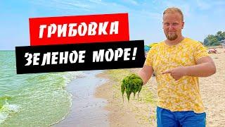 Грибовка. Зеленое море! Водоросли. Широкий пляж. Жилье, цены. Обзор курорта Грибовка