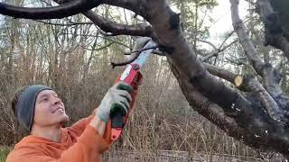 How to Prune a Mature Cherry Tree Open Center