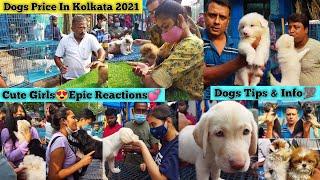 Quality Puppies | Cheap Price Dog | Galiff Street Pet Market Kolkata | Recent Dog Puppy Price Update