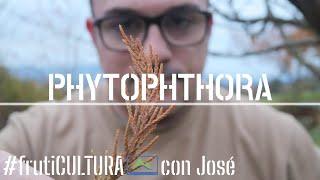 Cómo combatir la Phytophthora  el HONGO DESTRUCTOR de plantas  frutiCULTURA #LdN