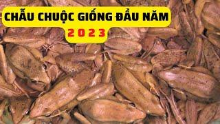 Chẫu Chuộc Giống Bố Mẹ Gửi Khách Hàng Đầu Năm 2023 - Trại Giống Đông Sơn