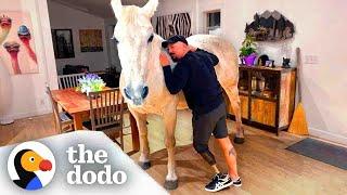 Horse Lets Herself Into The House Whenever She Wants | The Dodo Soulmates