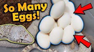 Our Ghost Bullsnake Laid Eggs!