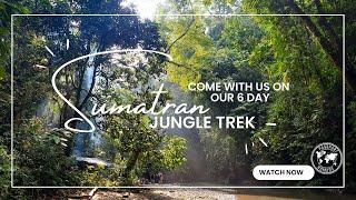 6 day jungle trek in Sumatra, Indonesia - most beautiful jungle ever!