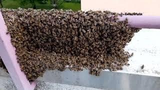 Bienen ausgeschwärmt