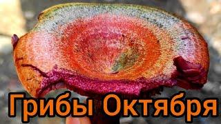 Какие Грибы Растут в Октябре 