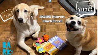 BarkBox March 2025