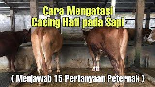 CARA MENGATASI CACING HATI PADA SAPI