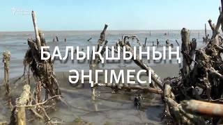 "Аралдан көшіп кеткендер қайта келіп жатыр"