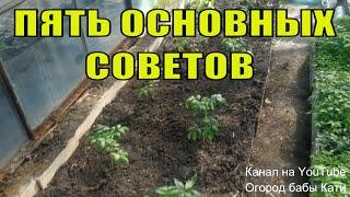 Помидоры. Пять основных советов при высадке томатов в теплицу.