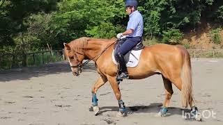 ハミ受けについて　タッチ&河戸インストラクター 解説動画 エルミオーレ埼玉　乗馬上達のコツ