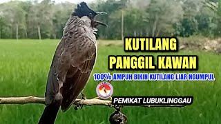 Suara Pikat Kutilang Ampuh 100%bikin kutilang liar emosi durasi panjang | cocok Panggilan & Masteran