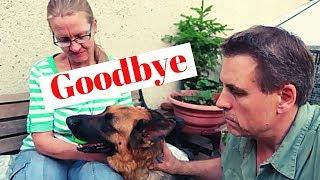 German Shepherd is leaving RpetsAndUs