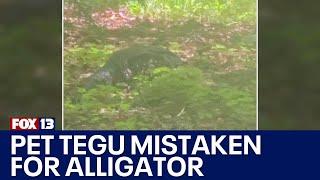 Missing pet tegu mistaken for alligator in Snohomish County | FOX 13 Seattle