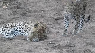 The amazing moment a female leopard presents herself to the male for mating 