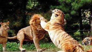 Siberian tiger fight with African lion，the male lion ran away