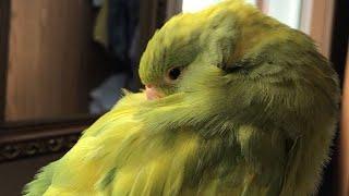 Adorable Bird falls asleep from a gentle touch ️