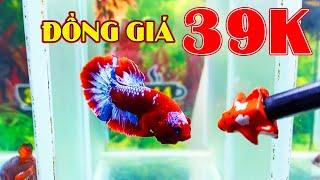 [29/9] ĐỢT CÁ BETTA 40K - NEMO GLX (241) ZL: O94.33OO.365