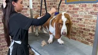 Dog Groom of the Week: Hugo the Basset Hound