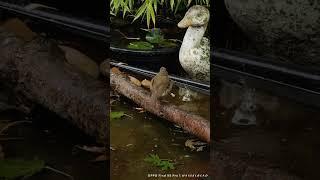 Cute little Robin taking a bath in the rain. Dx 