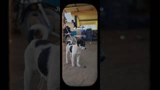 #krishna #masumiyat   #bejuban #dogshorts #dogvideos #