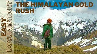 The Himalayan Gold Rush: Seeking Yarsagumbu - Full Easy Documentary